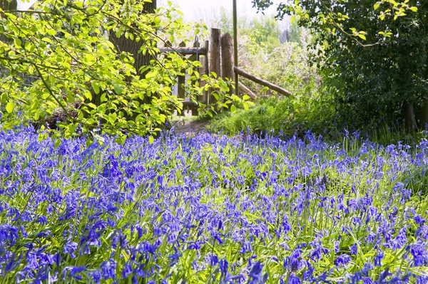 Warme gouden licht in voorjaar bluebell bos — Stockfoto