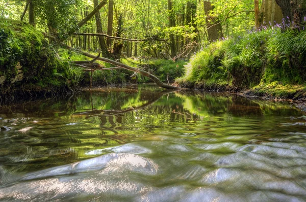 Punto de vista bajo a lo largo del arroyo que corre a través del bosque con profundidad — Foto de Stock