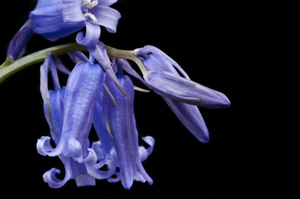 Bela macro de tecla baixa perto de bluebell Flor de primavera — Fotografia de Stock