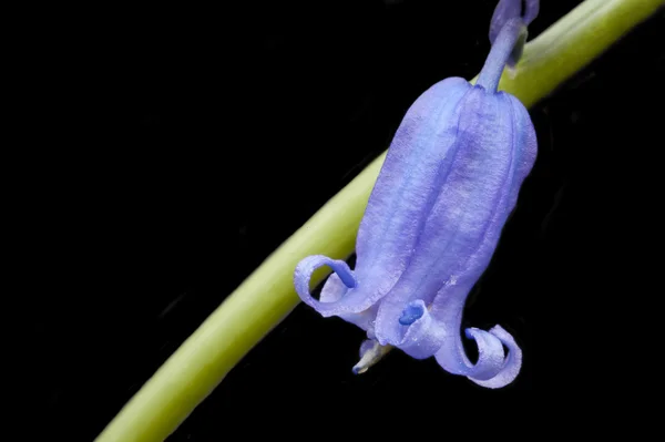 Beautiful low key macro close up of bluebell Spring flower — Stock Photo, Image