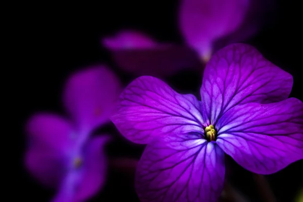Όμορφη χαμηλό βασικό δραματική εικόνα του εντιμότητα λουλούδι μαύρο ανάσκελα — Φωτογραφία Αρχείου