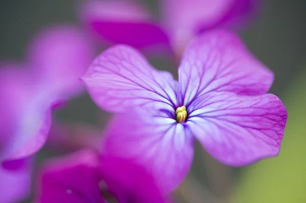 stock image Beautiful high key image of Honesty Spring flower with bokeh bac