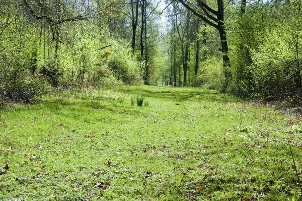 通过春夏季森林美丽充满活力路径 — 图库照片