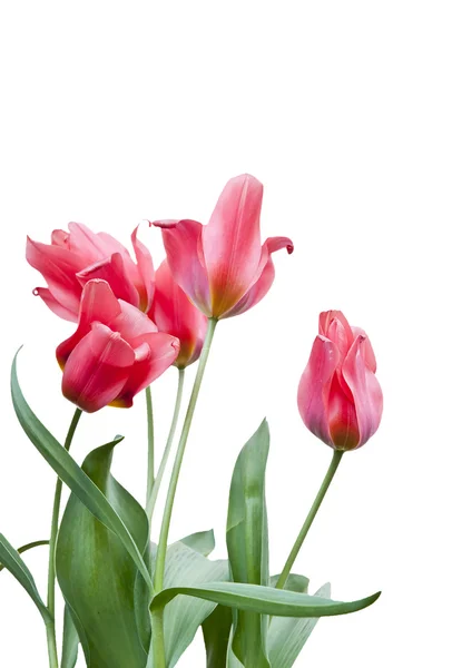 Red Tulips isolated on white — Stock Photo, Image