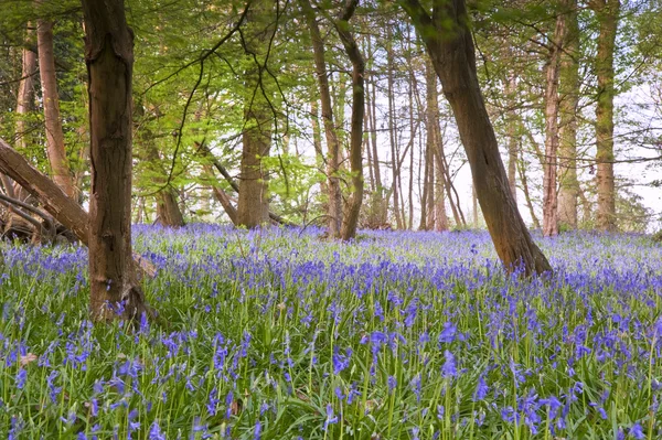 stock image Bright fresh colorful Spring bluebell wood