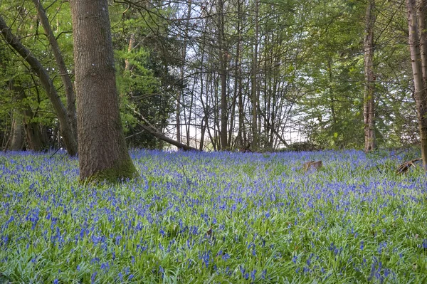 밝은 신선한 다채로운 봄 블루 벨 나무 — 스톡 사진