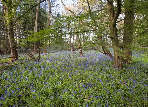Heldere verse kleurrijke voorjaar bluebell hout — Stockfoto
