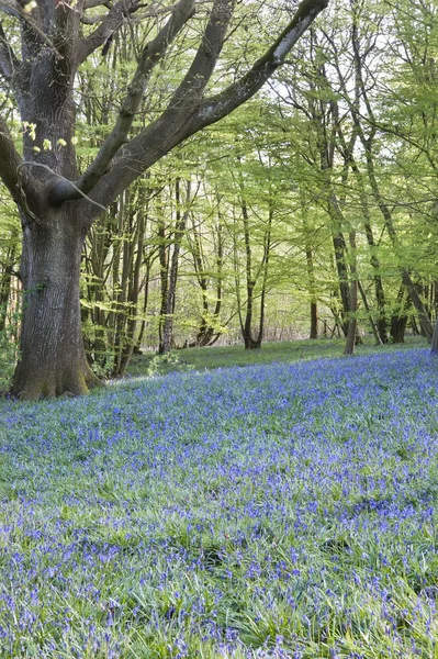 Luminoso fresco colorido primavera bluebell madera — Foto de Stock