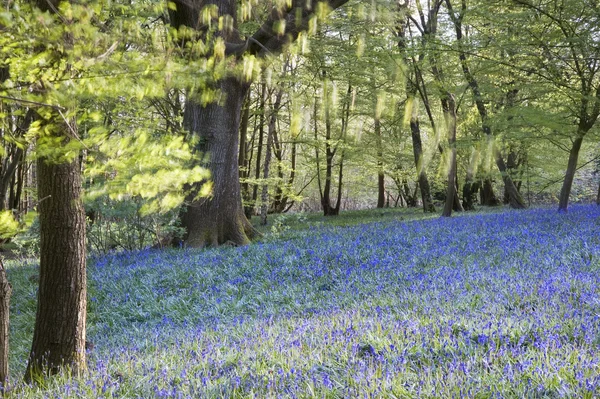 Bright fresh colorful Spring bluebell wood — Stock Photo, Image