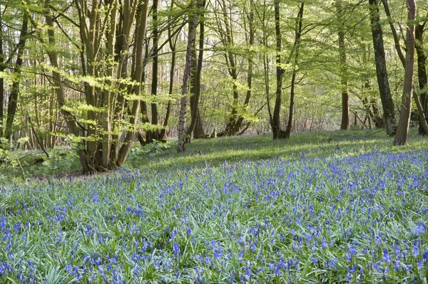 Heldere verse kleurrijke voorjaar bluebell hout — Stockfoto