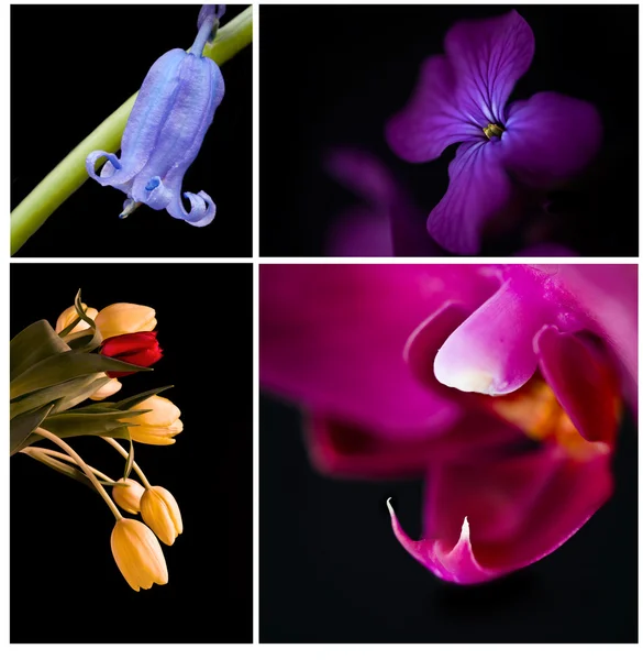 Lumineux coloré printemps fleur storyboard collage — Photo