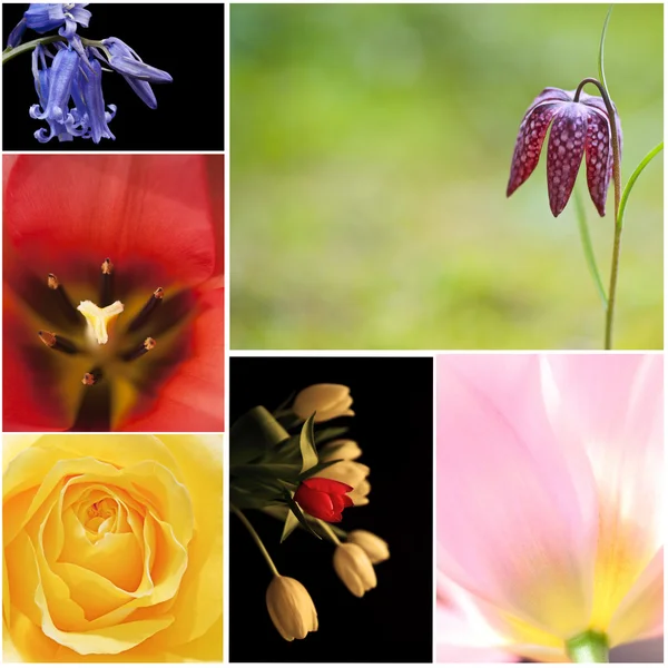 stock image Bright colorful Spring flower storyboard collage