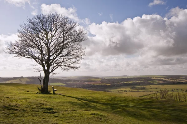 Un solo árbol en la colina contra el impresionante cielo azul vibrante y las nubes — Foto de Stock