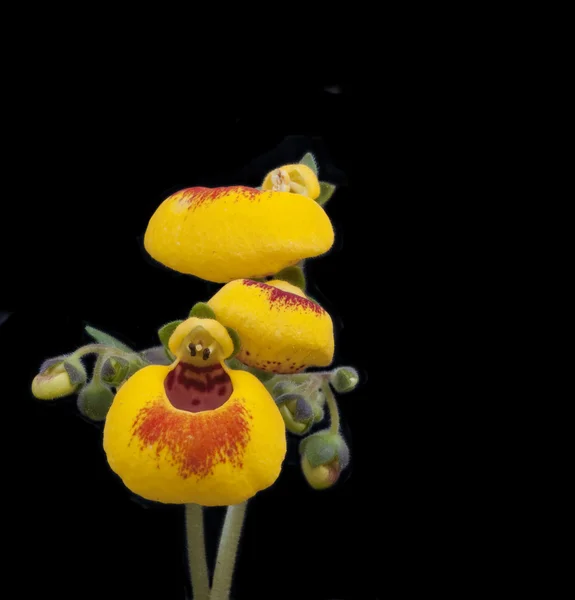 Macro detail of Slipper flower isolated on black — Stock Photo, Image