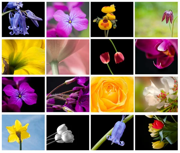 Stock image Bright colorful Spring flower storyboard collage