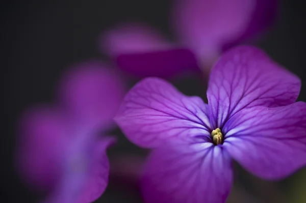 Piękny niski klucz obraz dramatyczny uczciwość kwiat z tyłu czarny — Zdjęcie stockowe