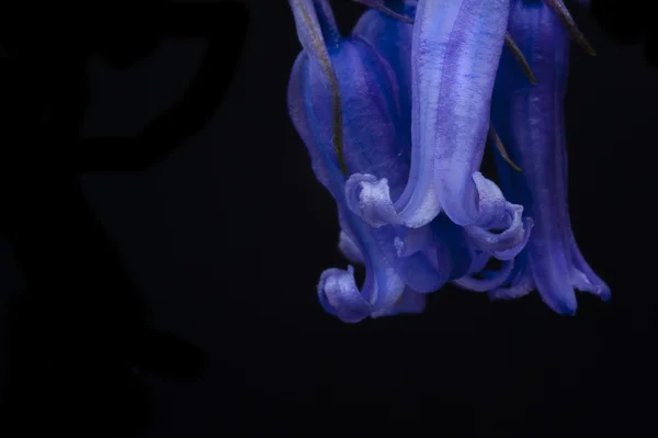 Hermoso bajo llave macro primer plano de Bluebell flor de primavera — Foto de Stock