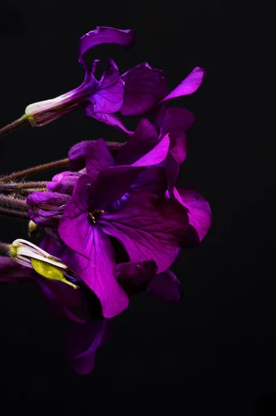 Bela imagem dramática chave baixa de flor de honestidade em costas pretas — Fotografia de Stock