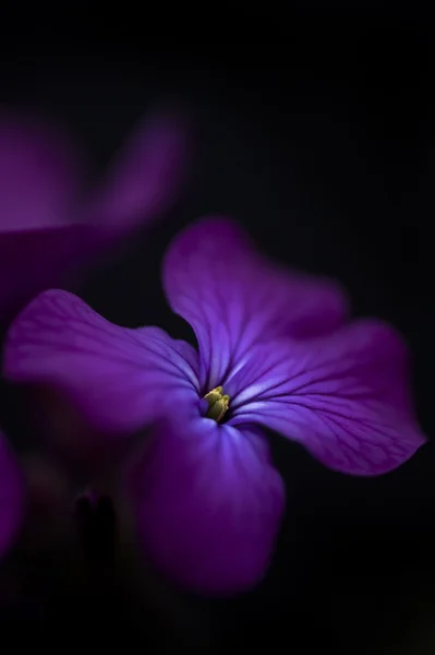 Hermosa imagen dramática de la flor de la honestidad en la espalda negra — Foto de Stock