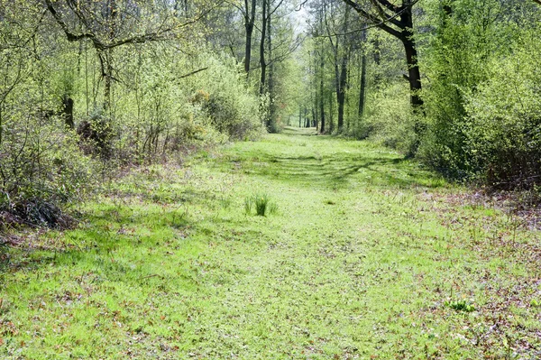 Belo caminho vibrante através da floresta Primavera Verão — Fotografia de Stock