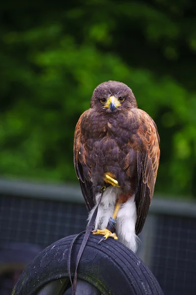 Harris falco rapace durante l'esposizione falconeria — Foto Stock