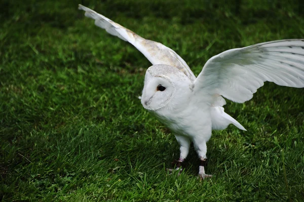 Barn owl bird of prey in falconry display — Stock Photo, Image