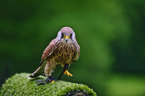 Pájaro cernícalo macho raptor durante exhibición de cetrería — Foto de Stock