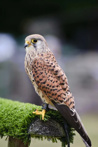 Ave de rapina macho de raptor durante exibição de falcoaria — Fotografia de Stock