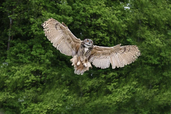 Impresionante búho águila europea en vuelo —  Fotos de Stock