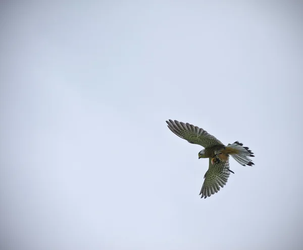 Oiseau mâle crécerelle de rapace de proie pendant l'exposition de fauconnerie — Photo