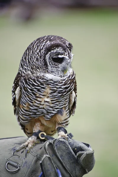 臆病なチャコ フクロウ猛禽の鷹狩りの中に表示します。 — ストック写真