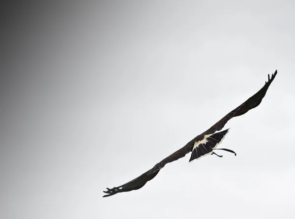 Хищная птица ястреба Харриса во время соколиной охоты — стоковое фото