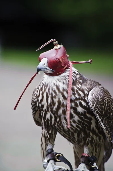 Falcão Gyr com capuz durante a exibição de falcoaria — Fotografia de Stock