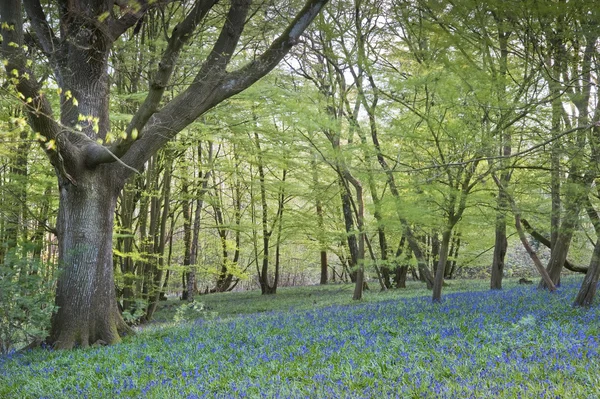 Bright frais coloré printemps bluebell bois — Photo