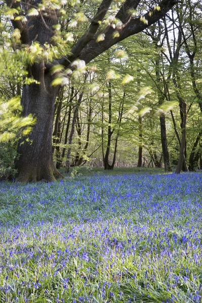 Luminoso fresco colorido primavera bluebell madera —  Fotos de Stock