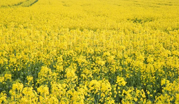 Feld gelber Rapspflanzen erstreckt sich so weit das Auge reicht — Stockfoto