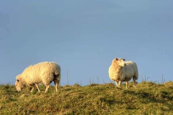 Lovely fresh image of sheep on hill against vibrant blue sky — Stock Photo, Image