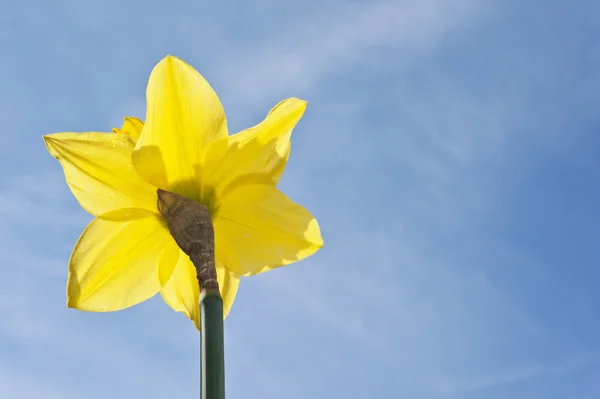 Stunnin karşı parlak sarı nergis çiçek güzel görüntüsü — Stok fotoğraf
