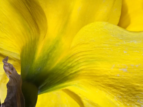Unusual beautiful close up of daffodil narcissus Spring flower — Stock Photo, Image