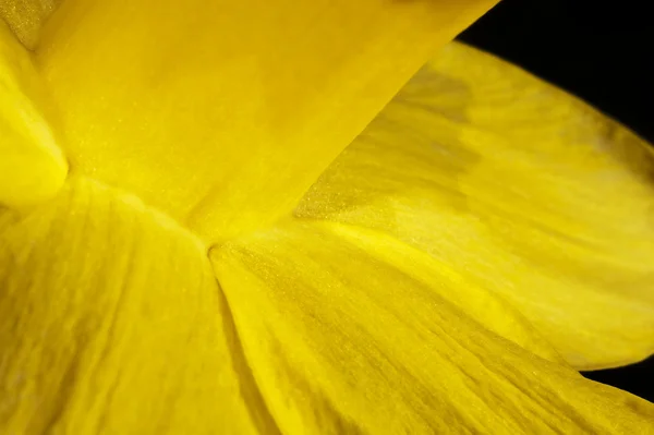 Uvanlig vakker nærhet av påskelilje narcissus Vårblomst – stockfoto