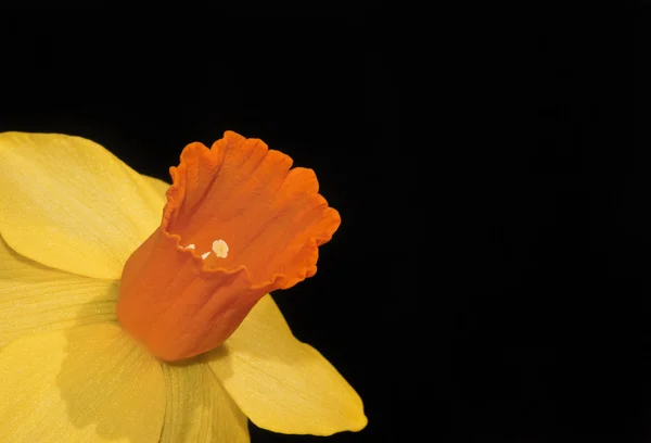 Uvanlig vakker nærhet av påskelilje narcissus Vårblomst – stockfoto