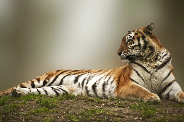 Beautiful tiger laying down on grassy bank — Stock Photo, Image