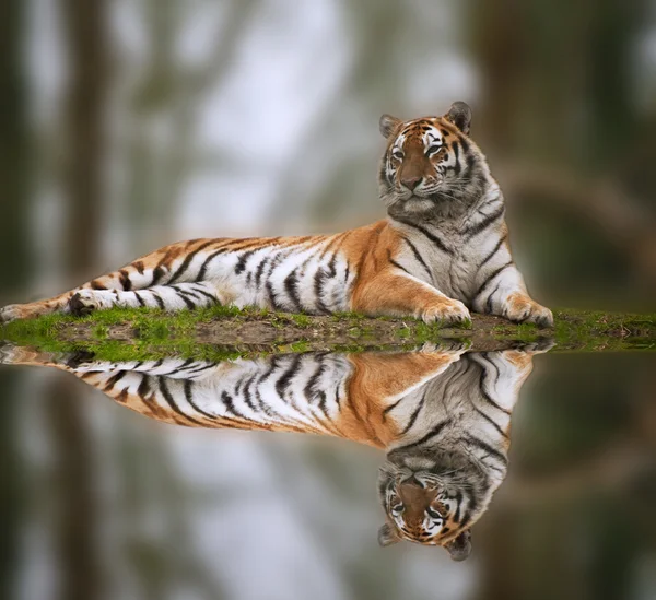 Красивий тигр, що лежить на трав'янистому банку відображення у воді — стокове фото