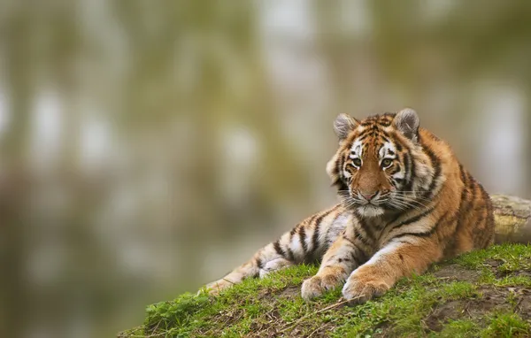 Beauttiful image of lovely tiger cub relaxing on grassy mound — Stock Photo, Image