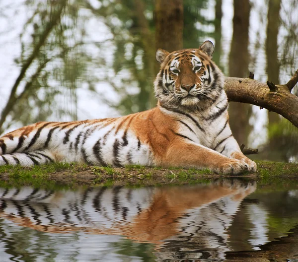 Красивий тигр, що лежить на трав'янистому банку відображення у воді — стокове фото