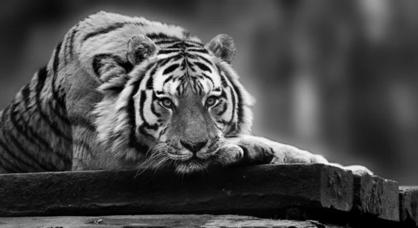 Bela imagem comovente de tigre que coloca com a cabeça em patas i — Fotografia de Stock