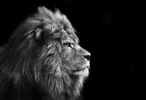 Impresionante leona relajándose en un día cálido en blanco y negro — Foto de Stock