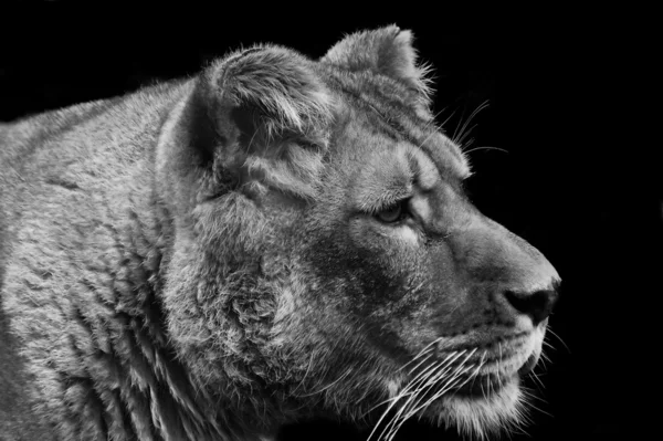 Потрясающая львица расслабляется в теплый день в черно-белом — стоковое фото
