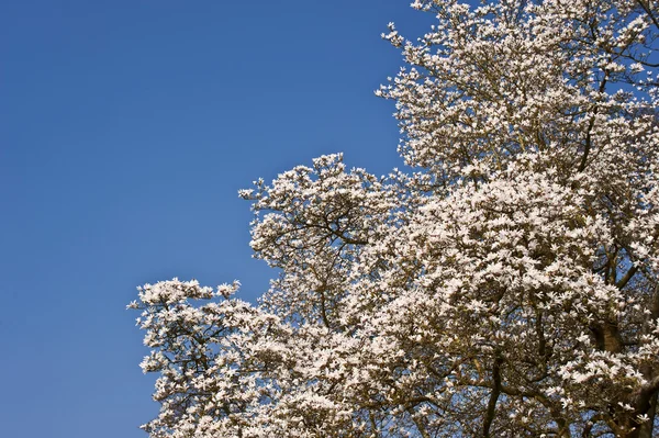 Piękna wiosna świeży kwiat na żywy niebieski niebo — Zdjęcie stockowe