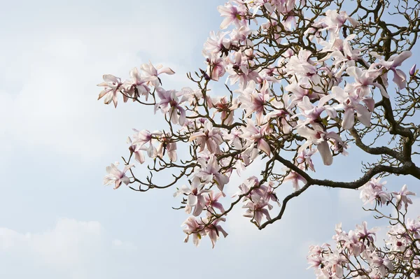 Prachtige verse magnolia voorjaar bloeien op levendige blauwe hemel — Stockfoto